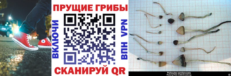 Галлюциногенные грибы Psilocybe Мытищи